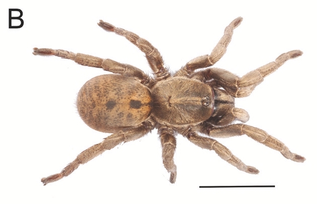 Ischnocolus elongatus