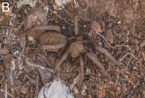 Ischnocolus mogadorensis