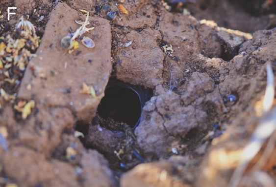 Burrow