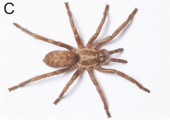 Male