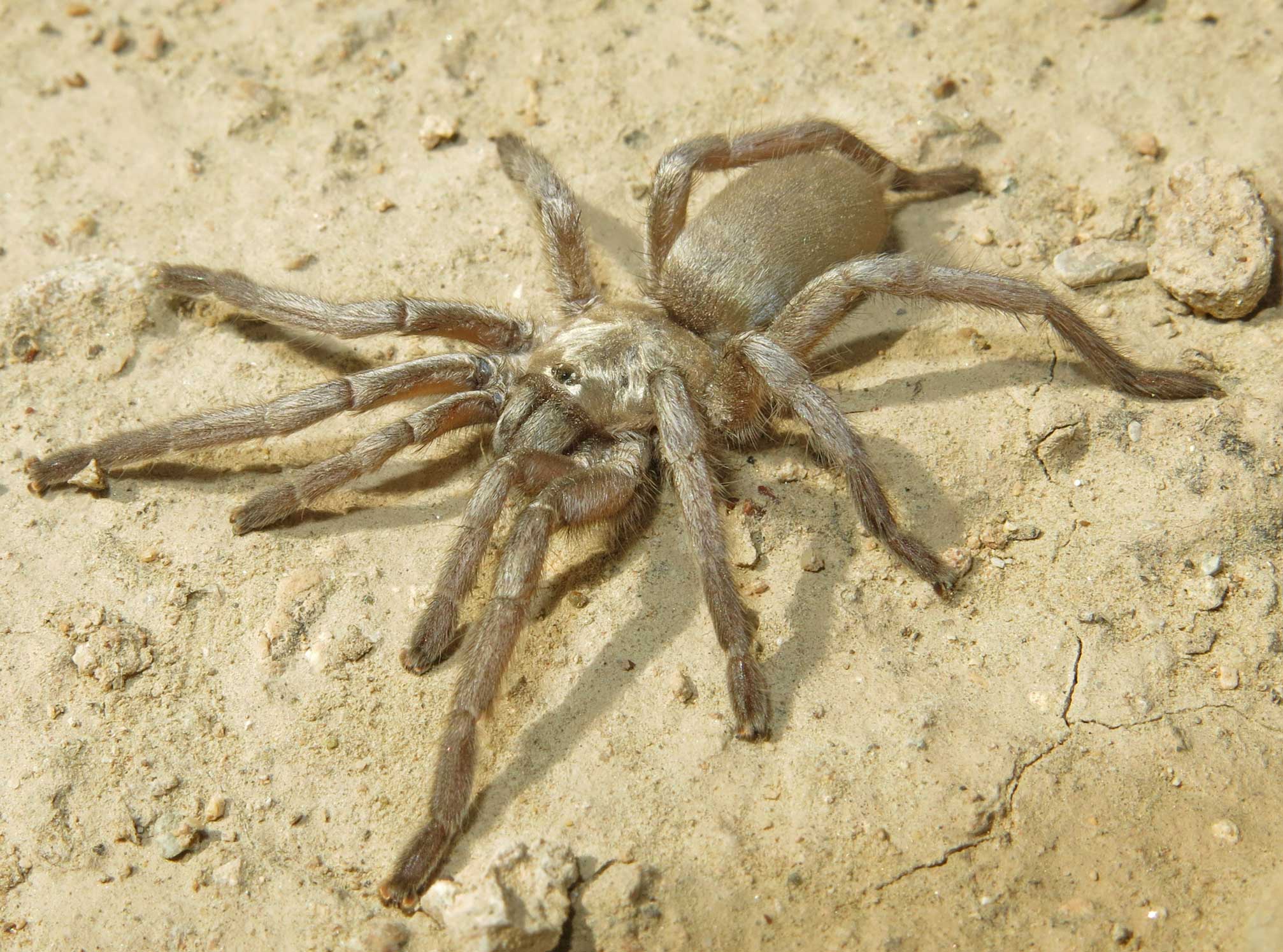 Ischnocolus vanandelae