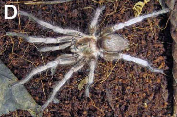 Male