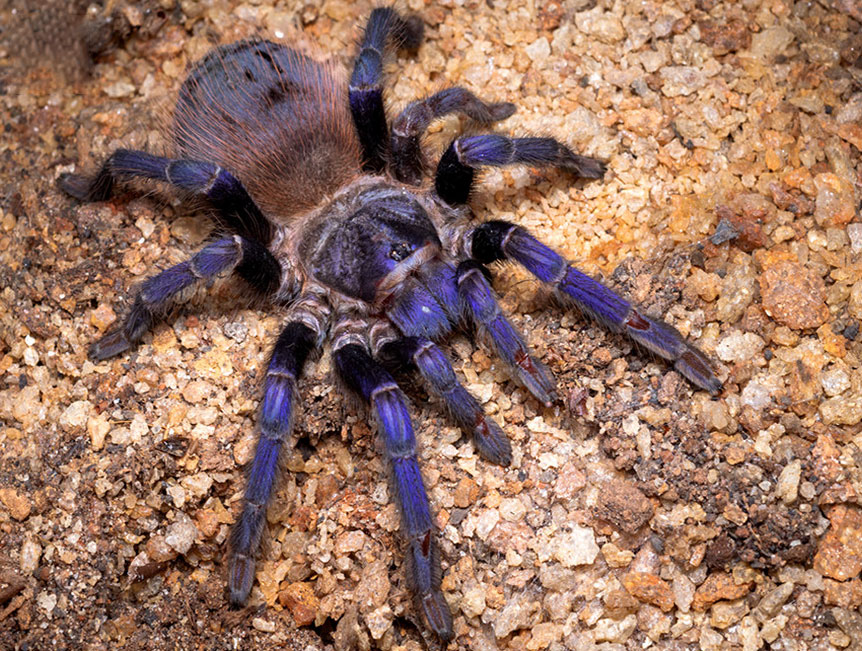 Lasiocyano sazimai