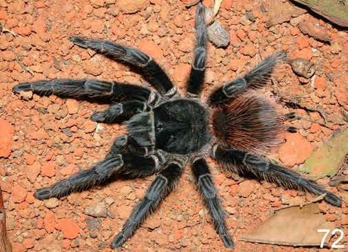 Lasiodora klugi