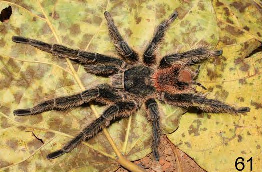 Male