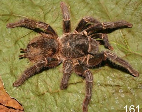 Lasiodora parahybana