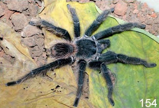 Male