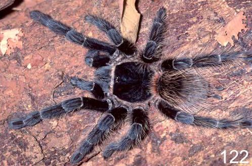 Lasiodora benedeni