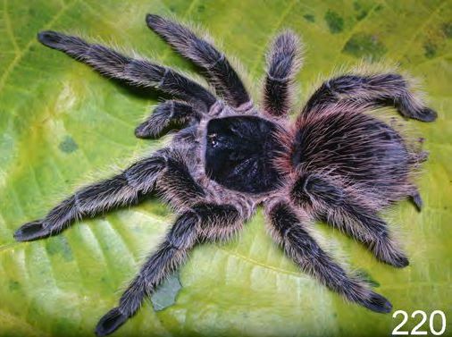 Lasiodora camurujipe