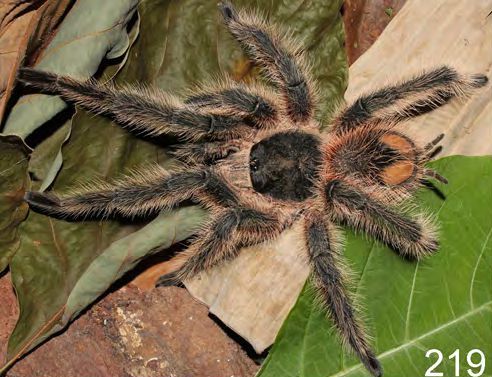 Male