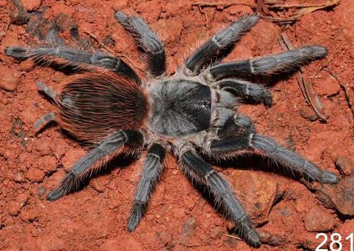 Lasiodora franciscana