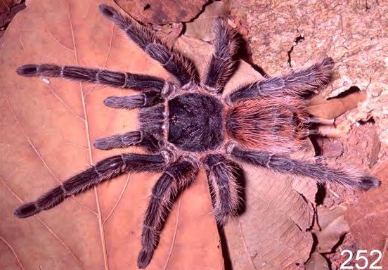 Lasiodora sertaneja