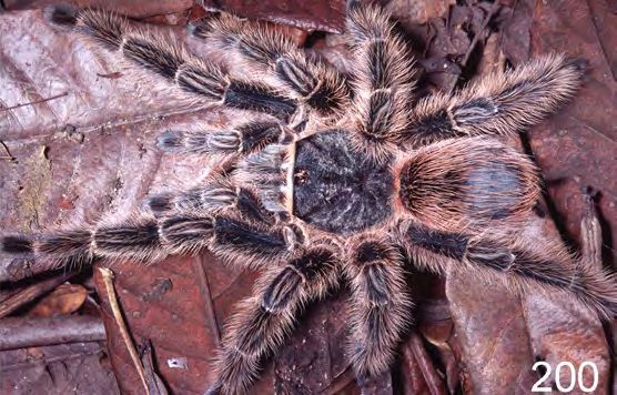 Lasiodora subcanens