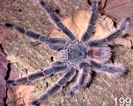 Male