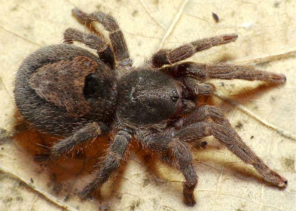 Tmesiphantes obesus