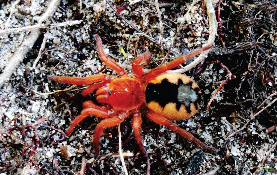 Munduruku bicoloratum