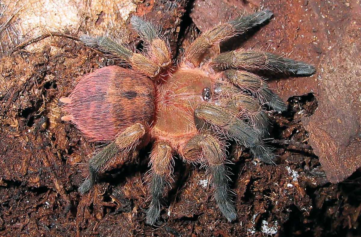 Neischnocolus iquitos