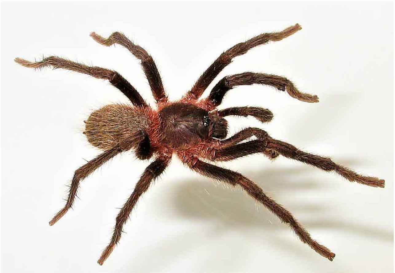 Male