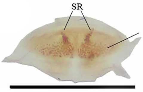 Spermathecae