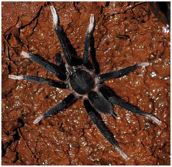 Neoheterophrictus amboli
