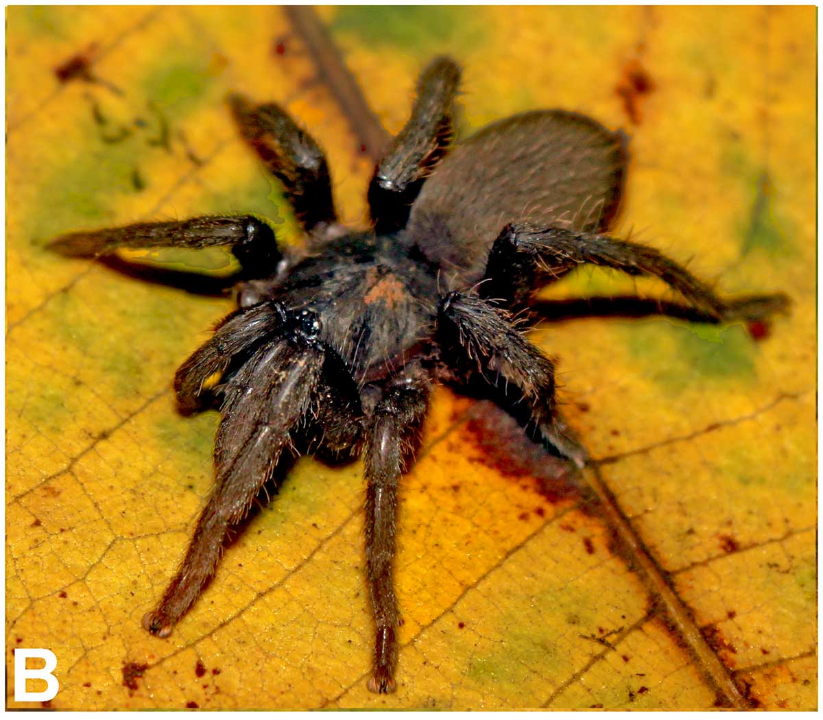 Neoheterophrictus smithi