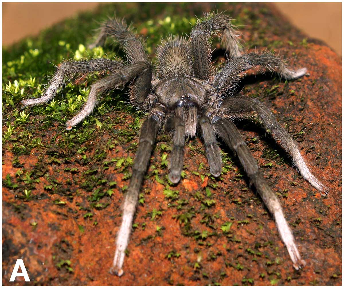 Male