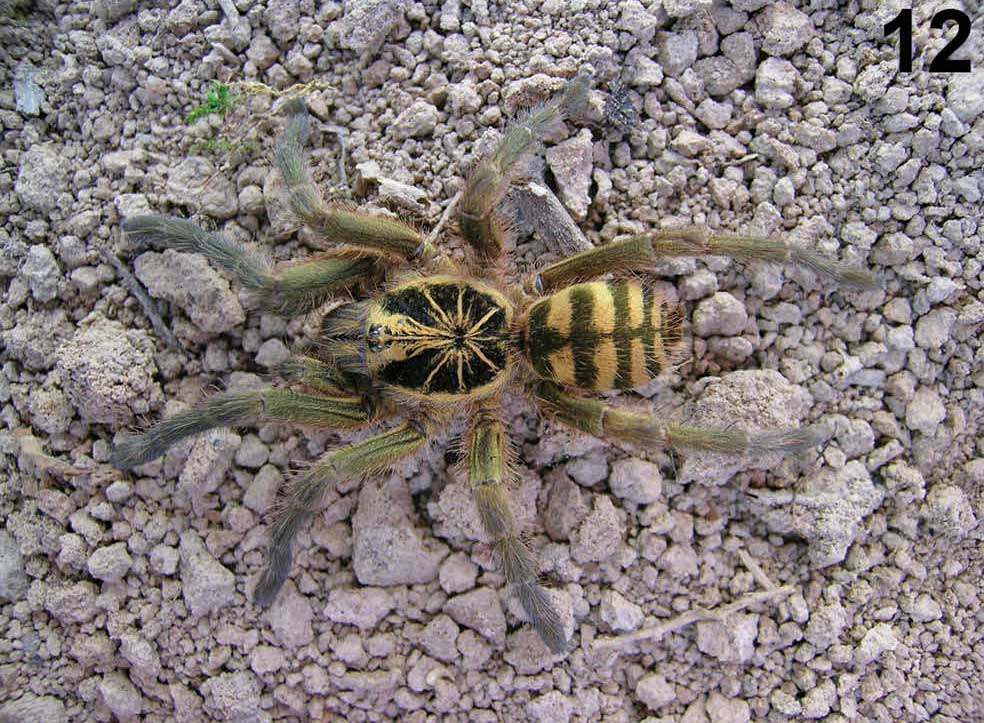 Neoholothele fasciaaurinigra