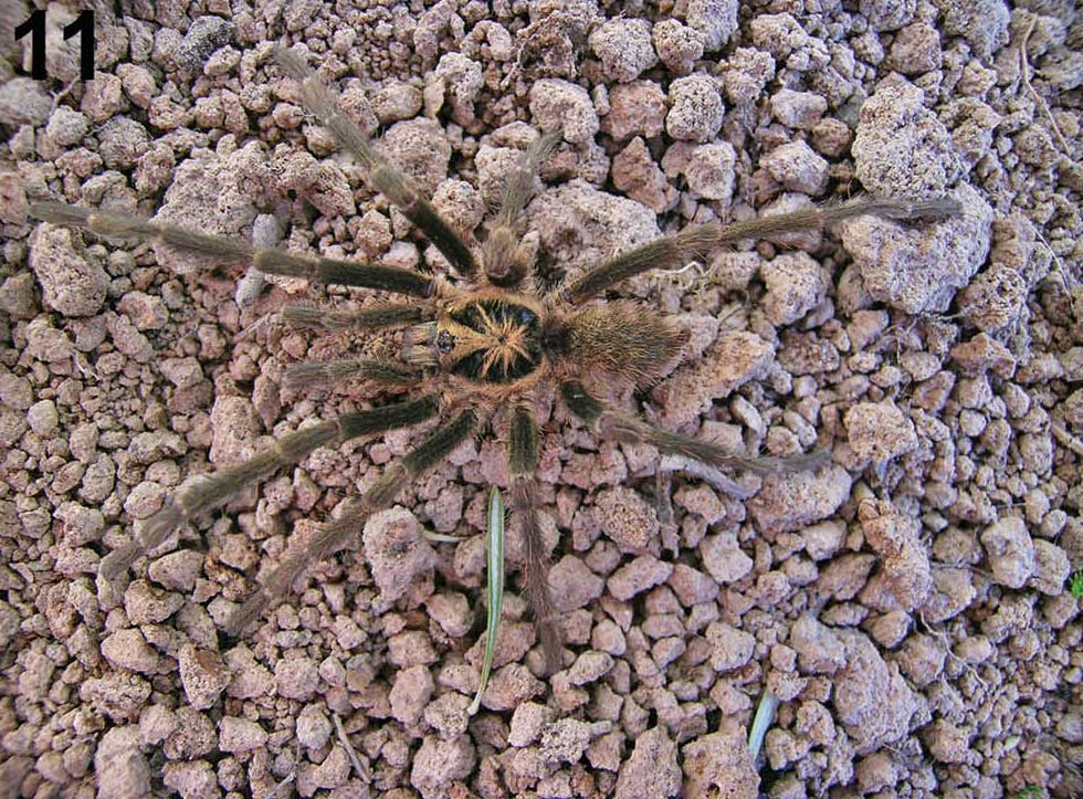 Male