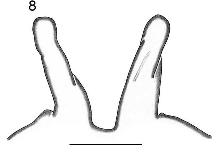 Spermathecae