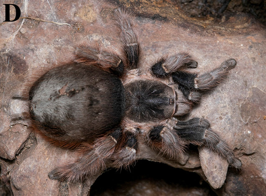 Nhandu carapoensis