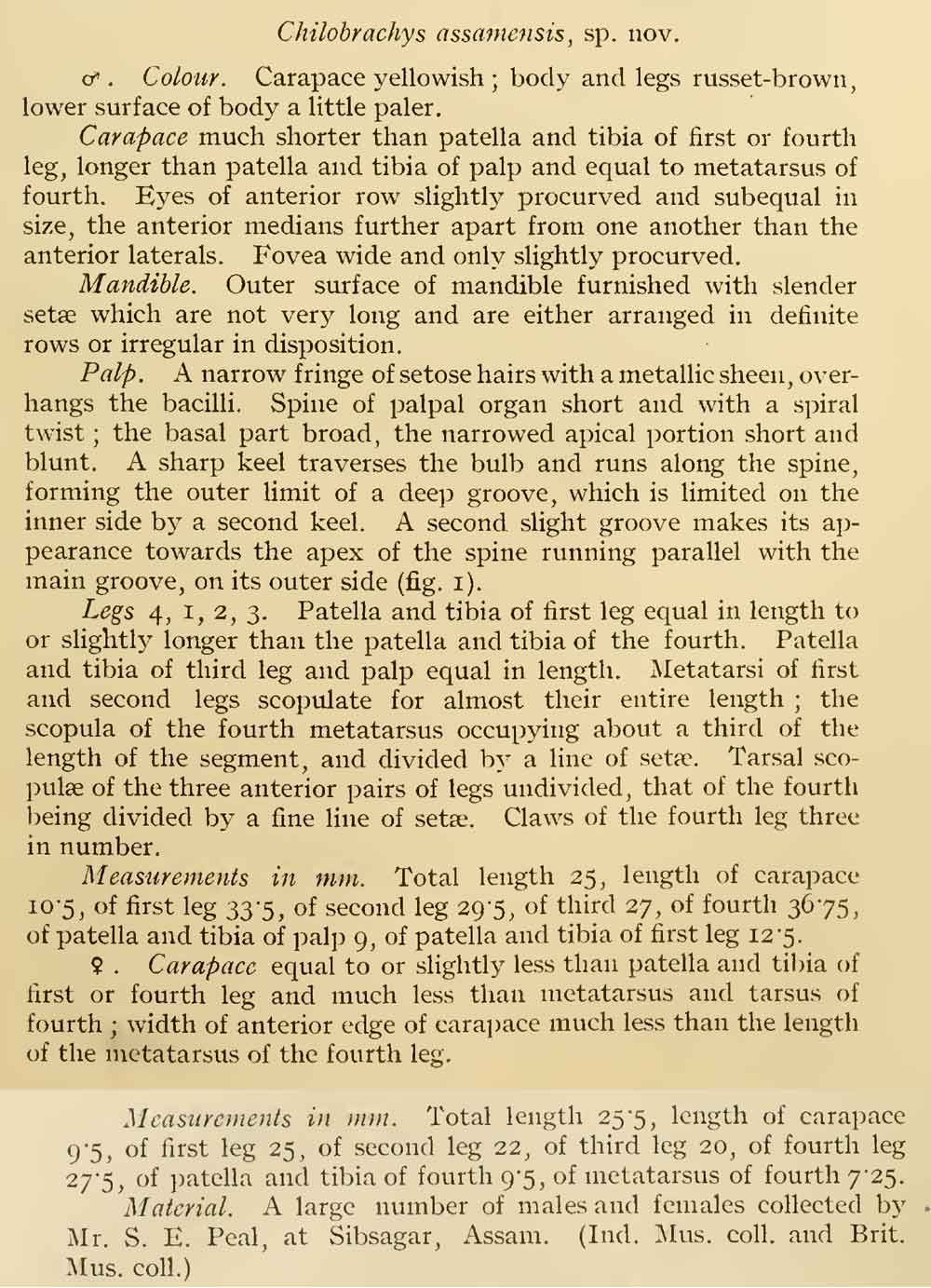 Original Description