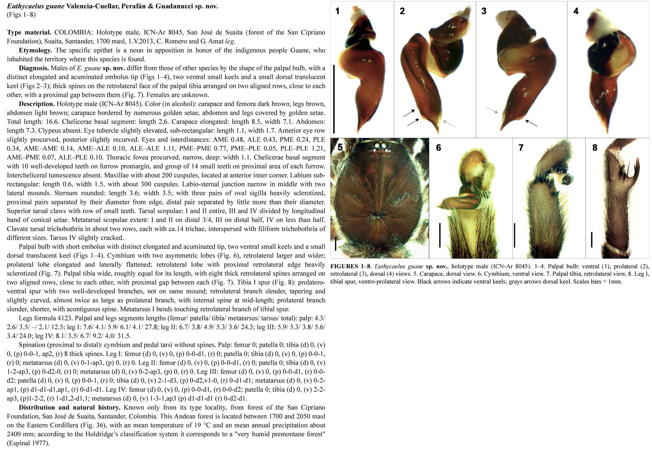Original Description