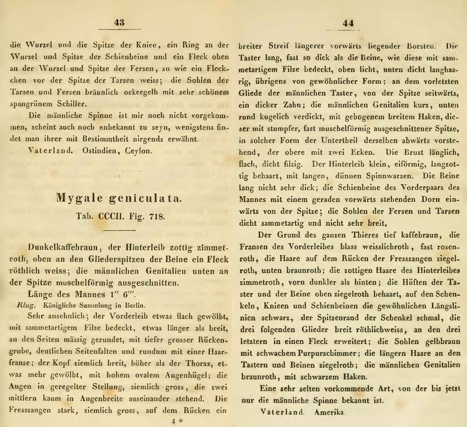 Original Description