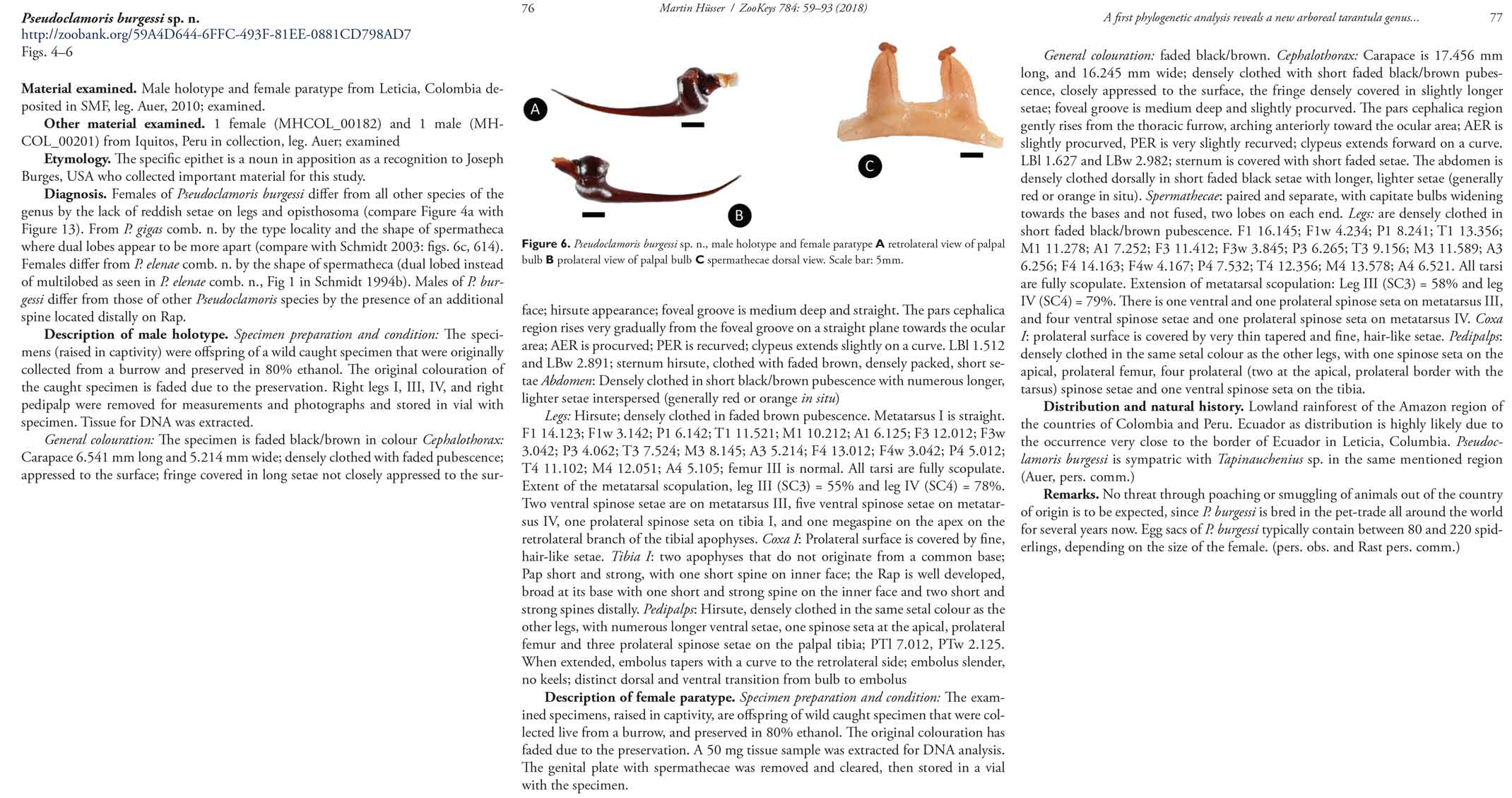 Original Description