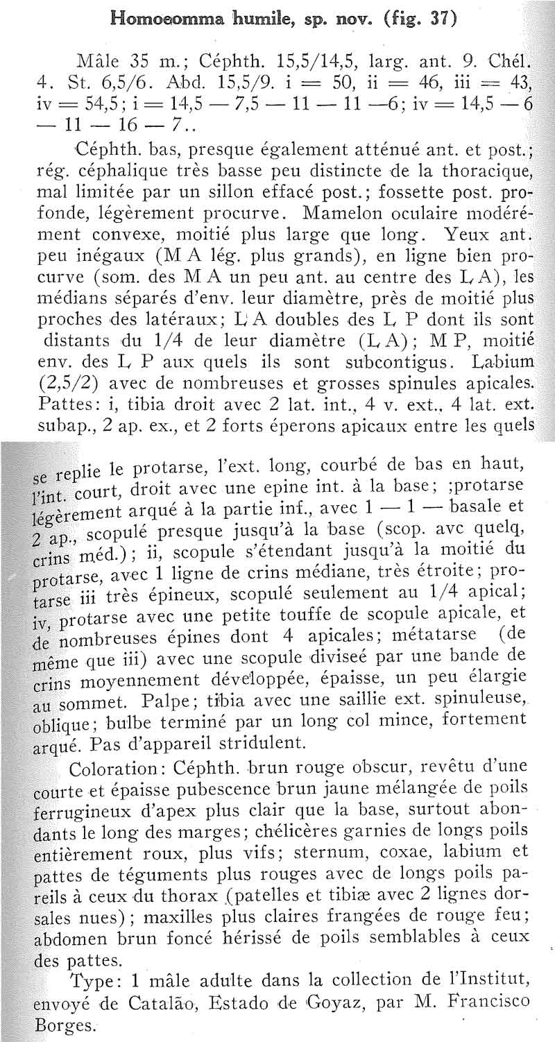 Original Description