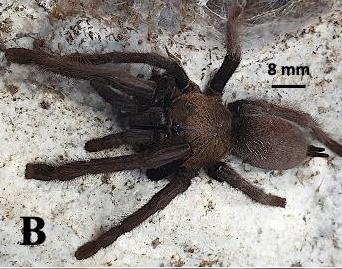 Orphnaecus adamsoni