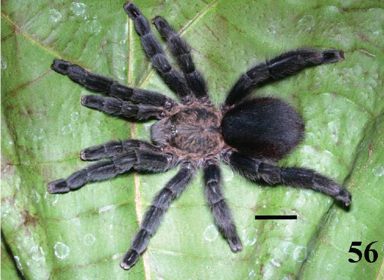 Pachistopelma bromelicola