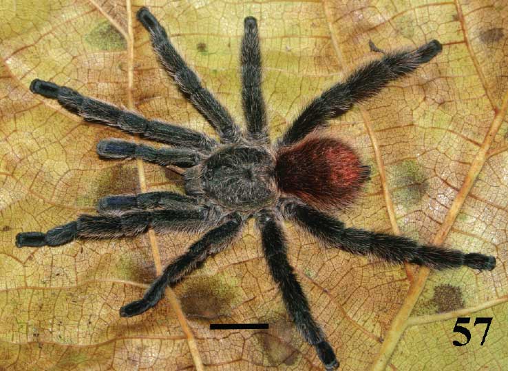 Male