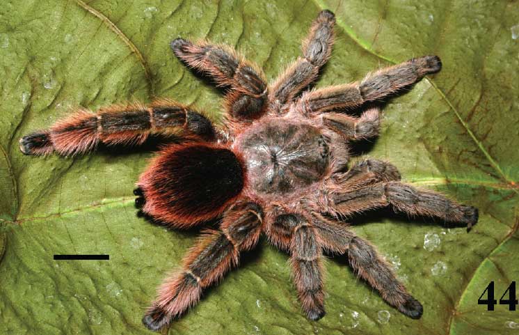 Pachistopelma rufonigrum