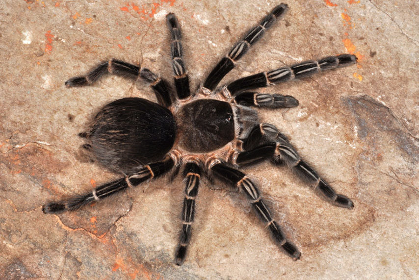 Parvicarina felipeleitei