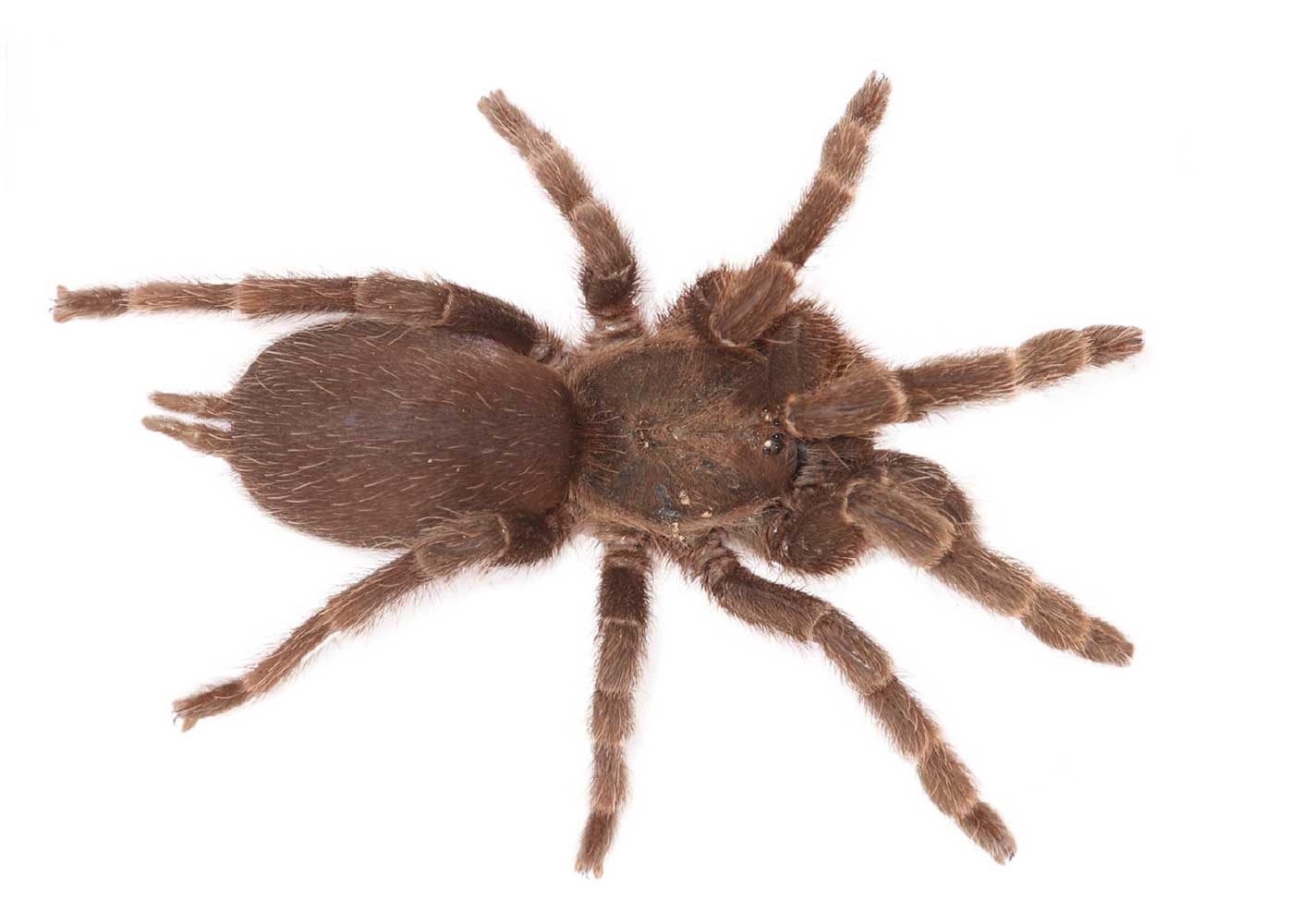 Phlogiellus daweiensis