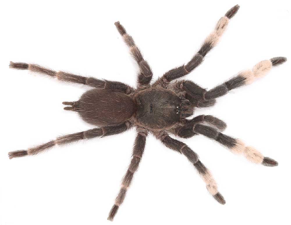 Male