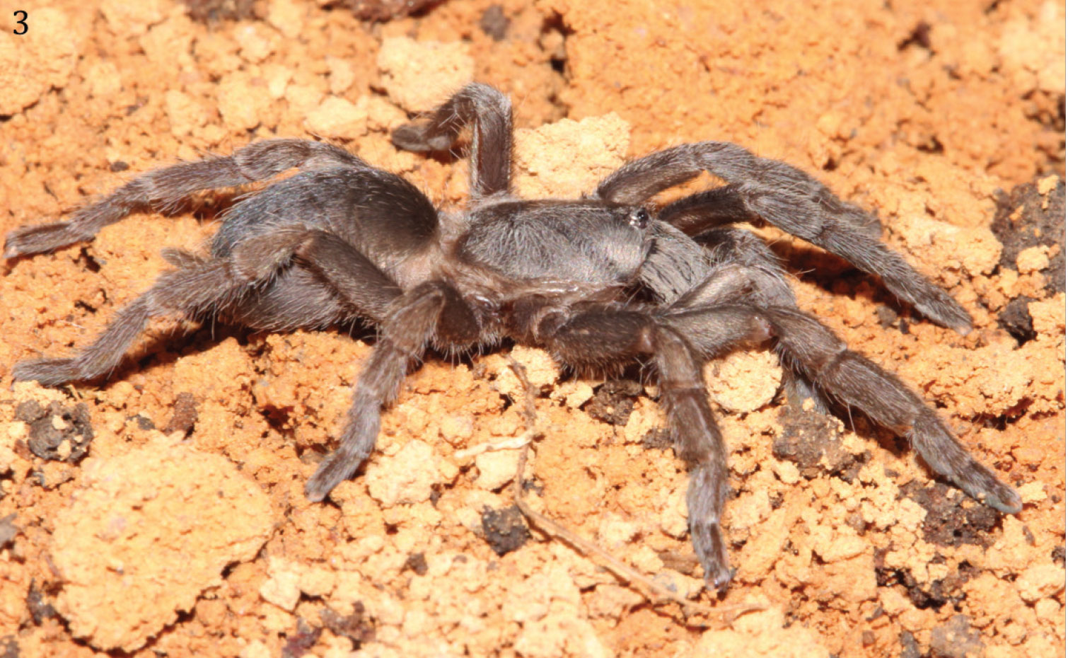 Phlogiellus longipalpus
