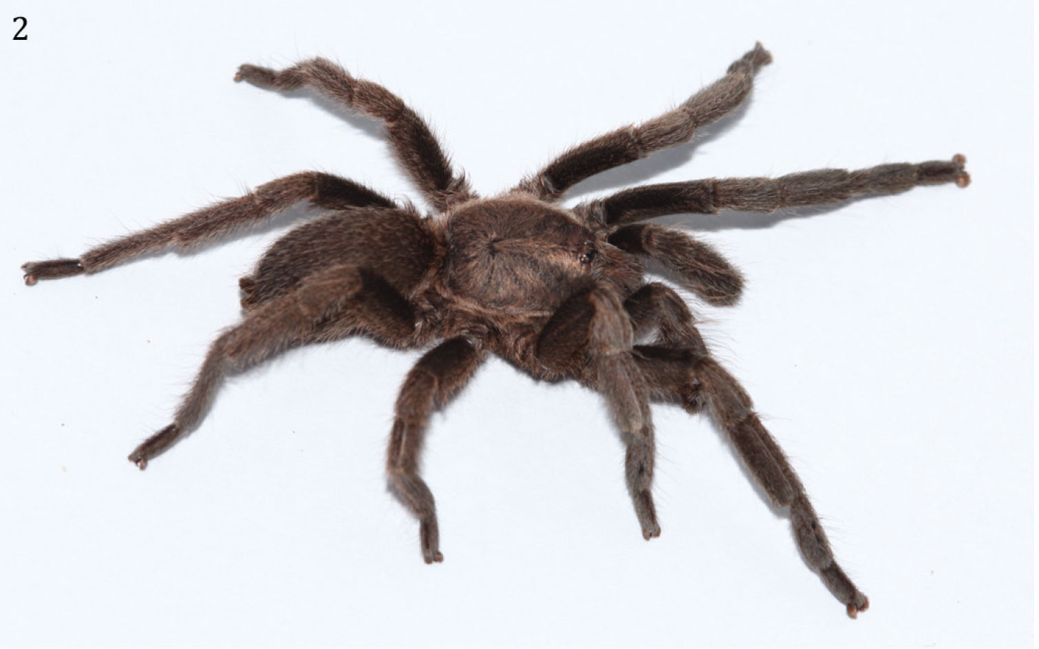 Male