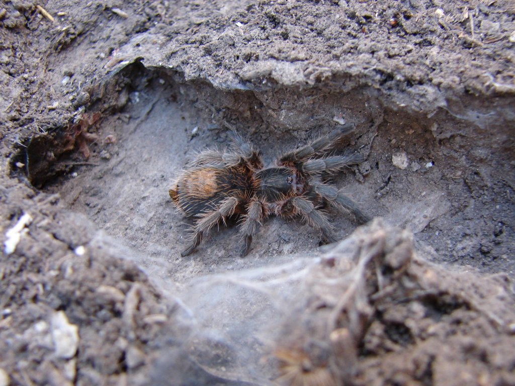 Burrow