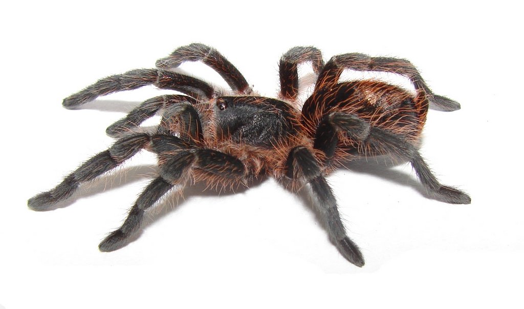 Plesiopelma longisternale