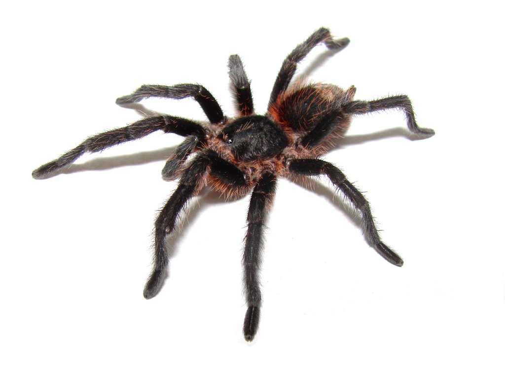 Male