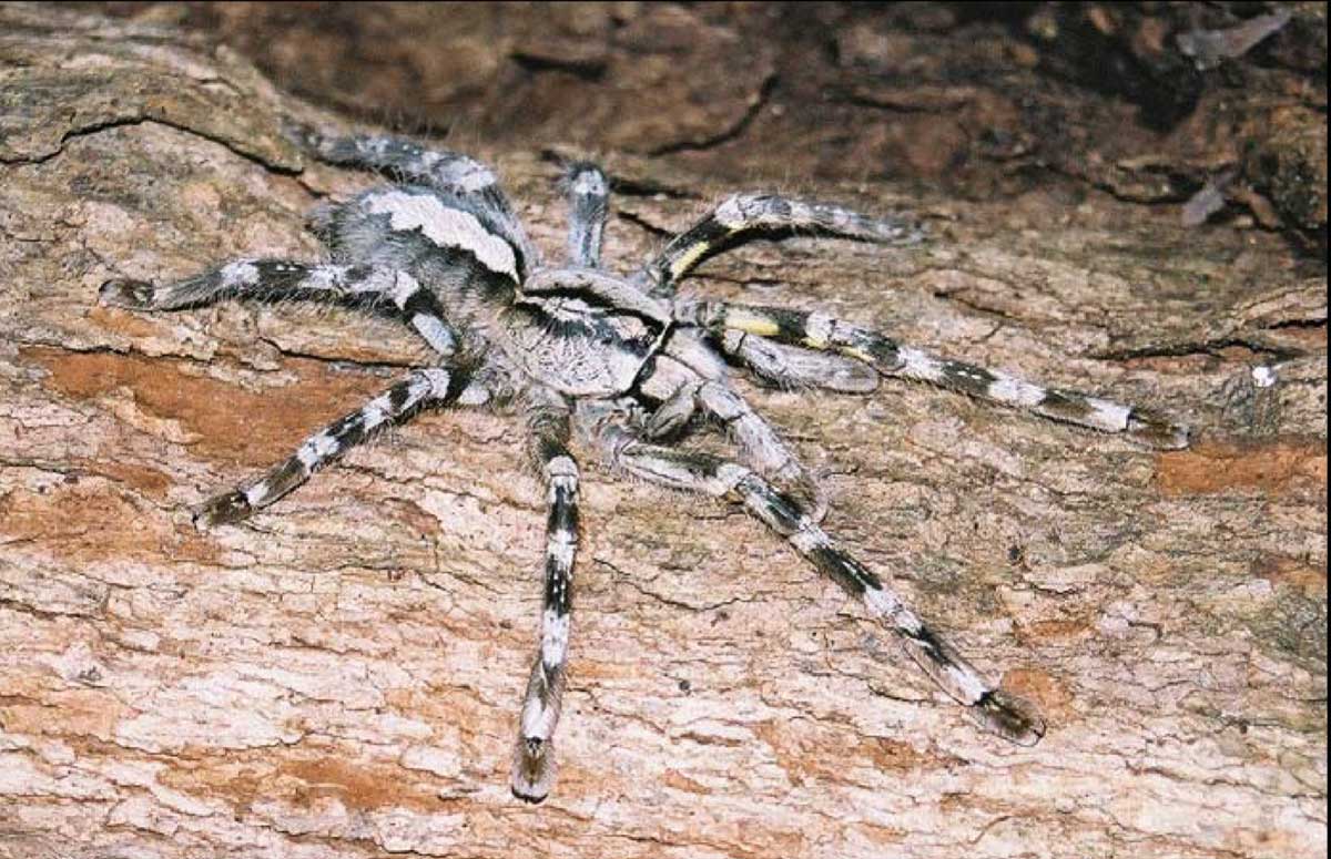 Poecilotheria hanumavilasumica