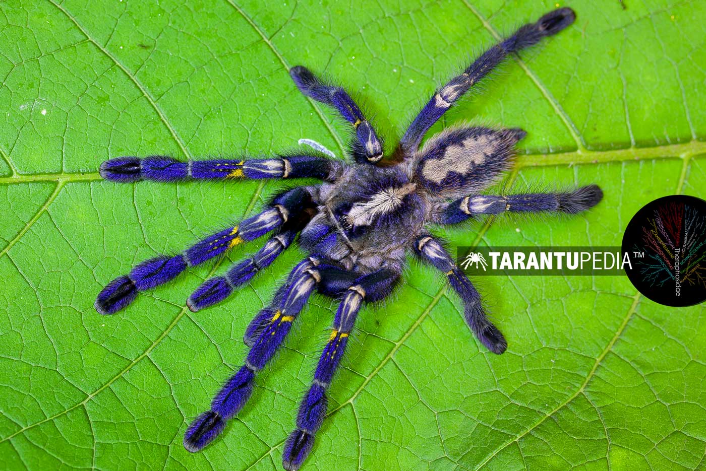 Poecilotheria metallica