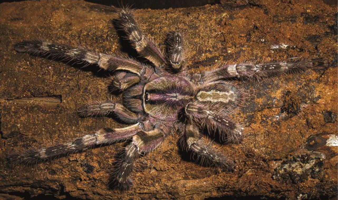 Poecilotheria srilankensis